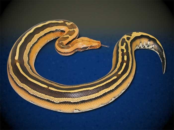 Photo:  Borneo Python